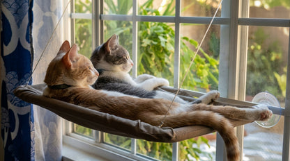 Hamaca Colgante Ventana "Gato Explorador" - Soporte Ultra Resistente (20kg)